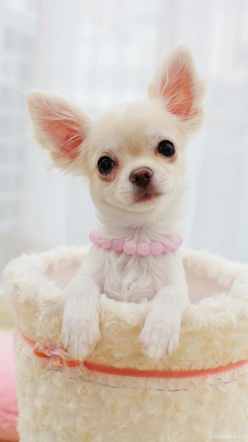 ͻƣйͱ׼ֱ7.7%11.3%